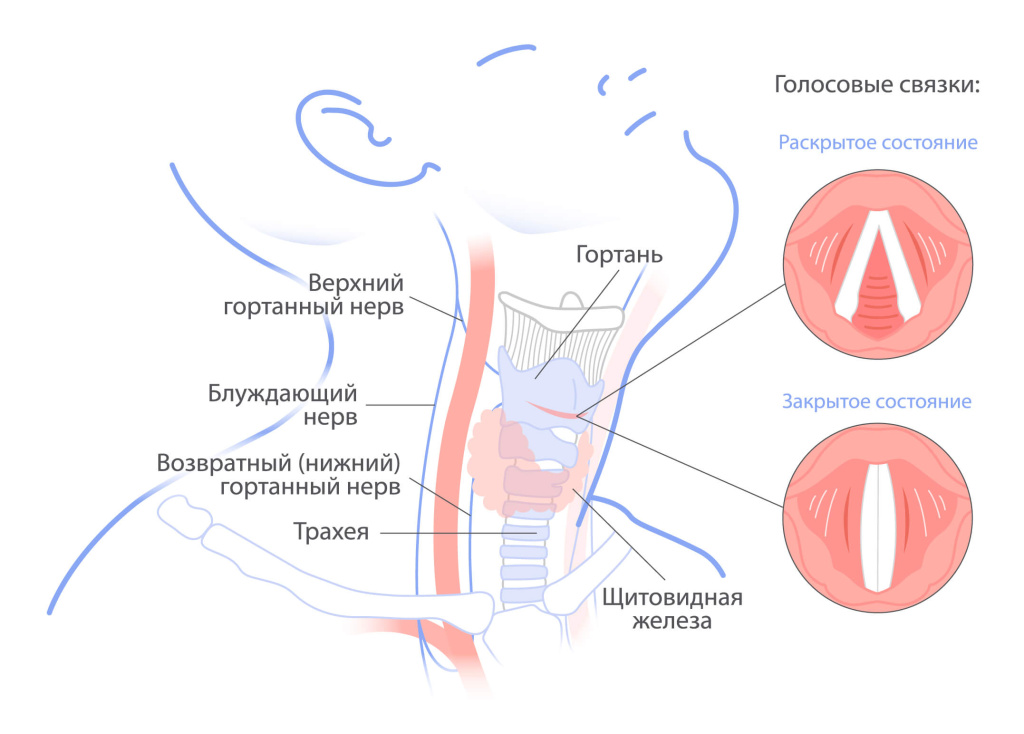 Голос и щитовидная железа_фонд «Не напрасно».jpg