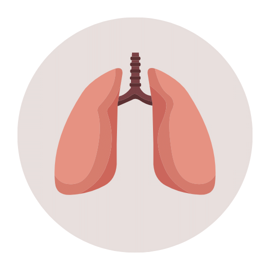 Легкие.png