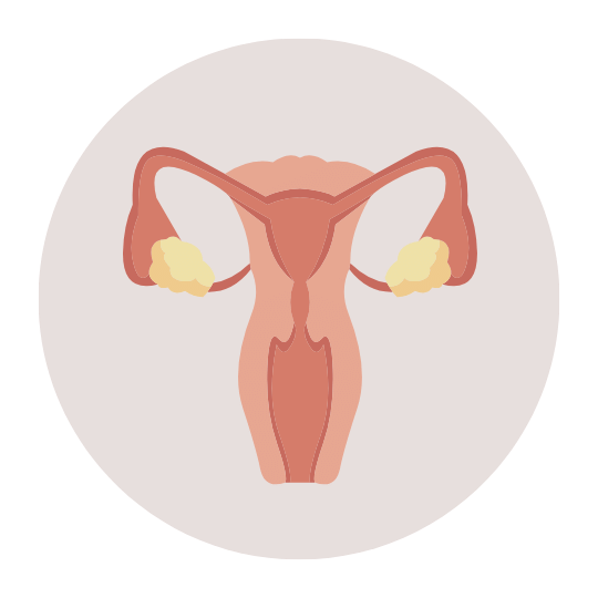 Органы малого таза.png