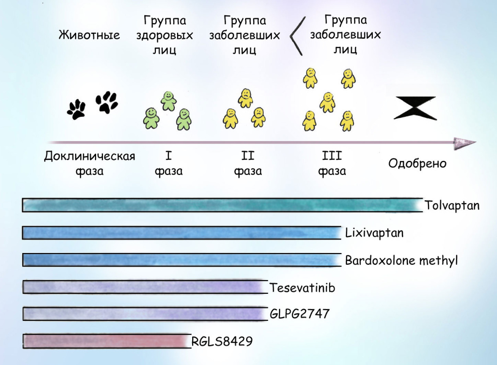 Поликистоз почек1.jpg