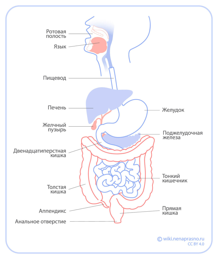 Рак пищевода_ОнкоВики.jpeg