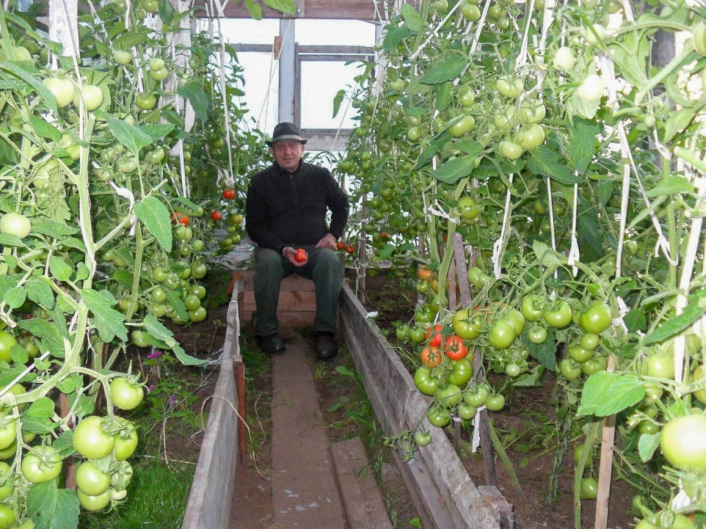 Папа в теплице