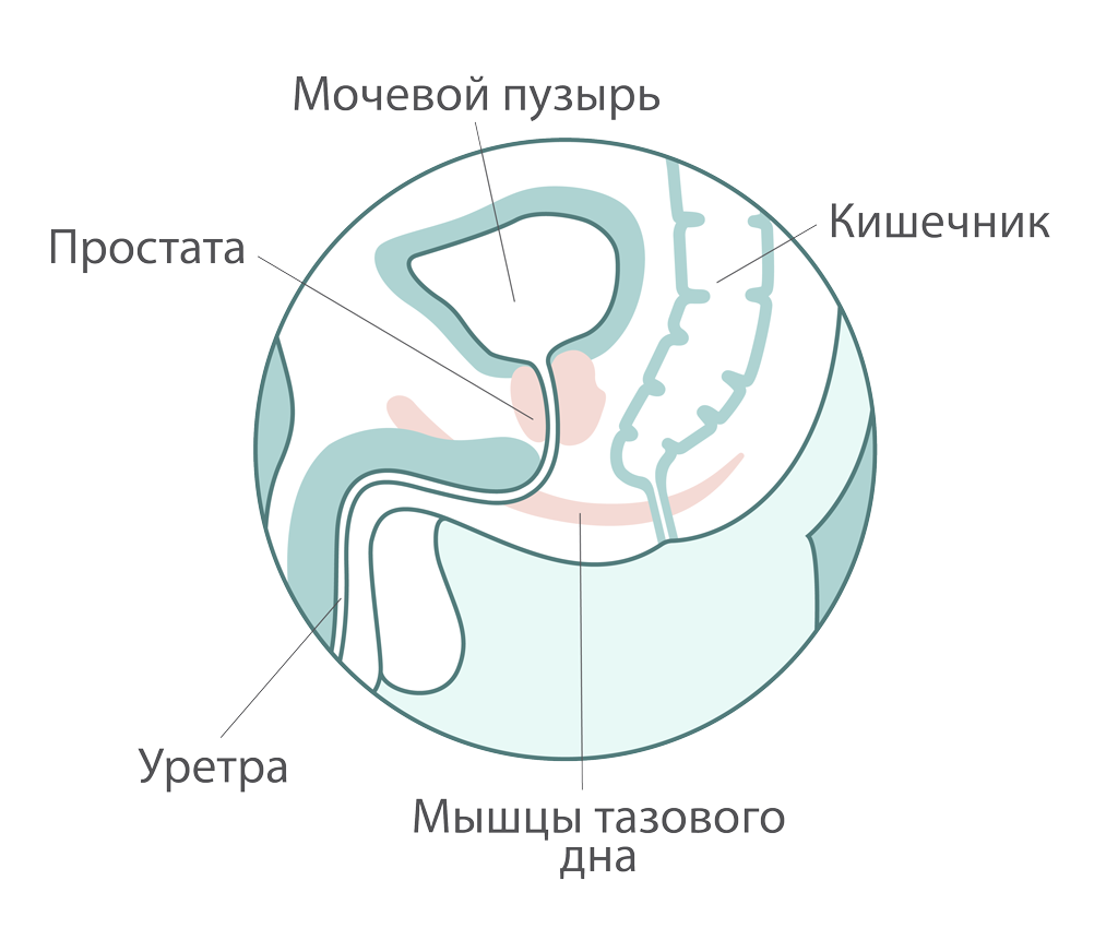 Строение мужского таза.png