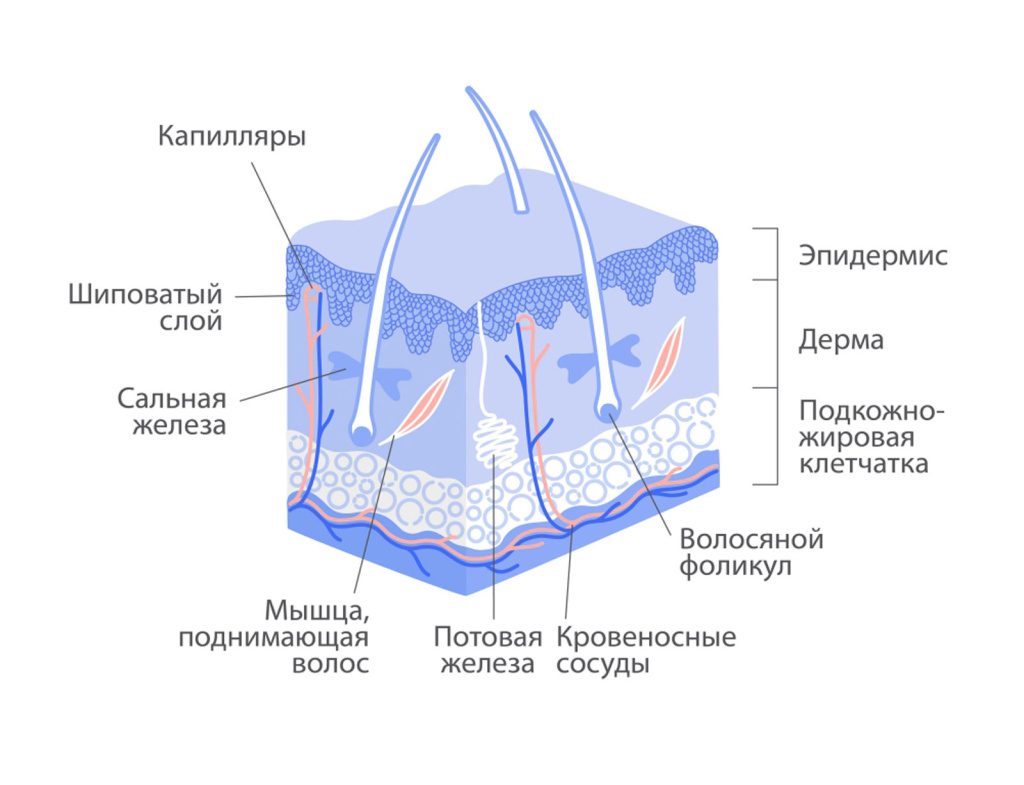Как устроена кожа.jpg Как устроена кожа.jpg