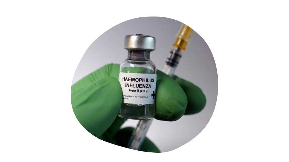 Гемофильная инфекция.png Гемофильная инфекция.png
