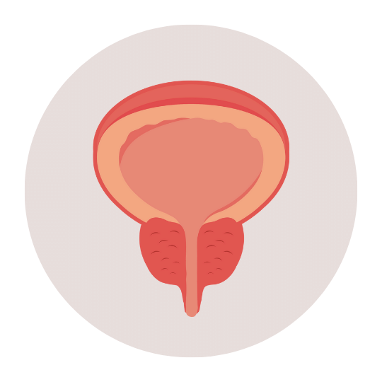 Предстательная железа.png