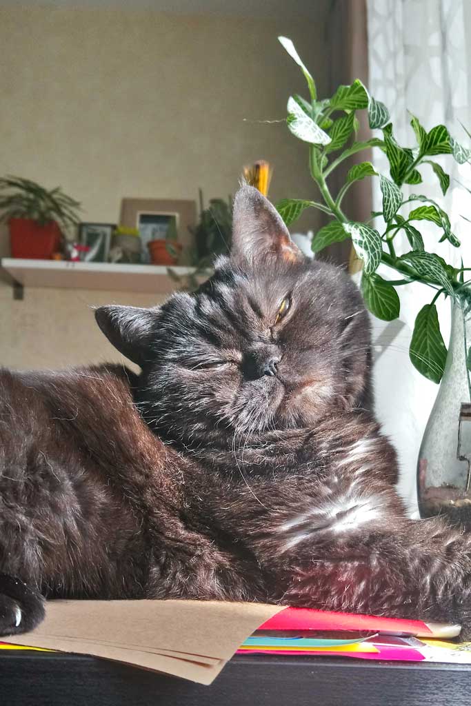 Кошка.jpg Кошка.jpg