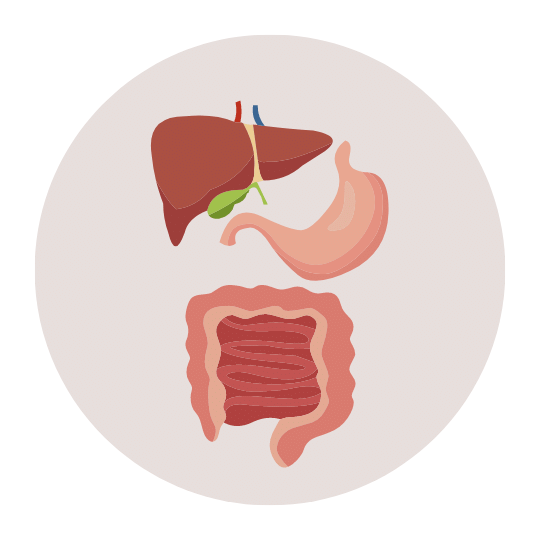 Брюшная полость.png