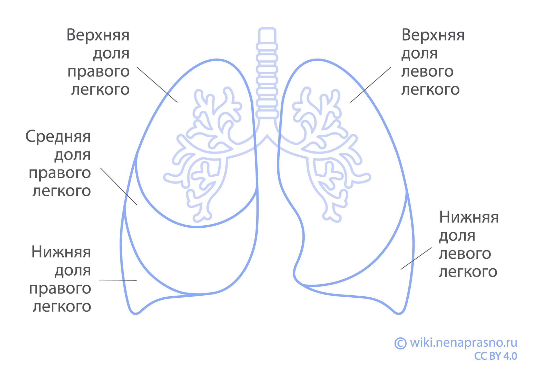Как устроены и как работают легкие?