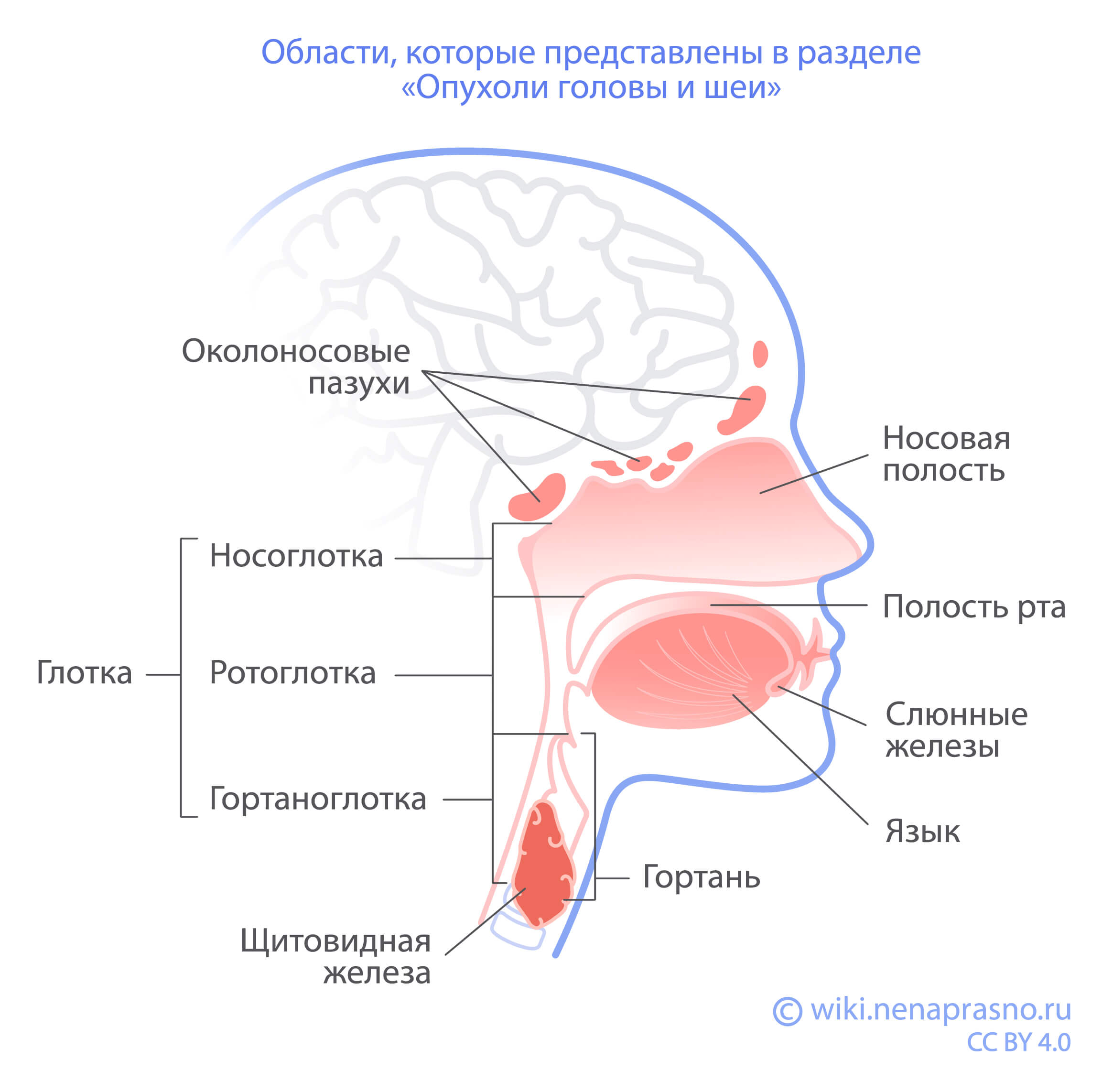Органы_голова_шея.jpg Органы_голова_шея.jpg