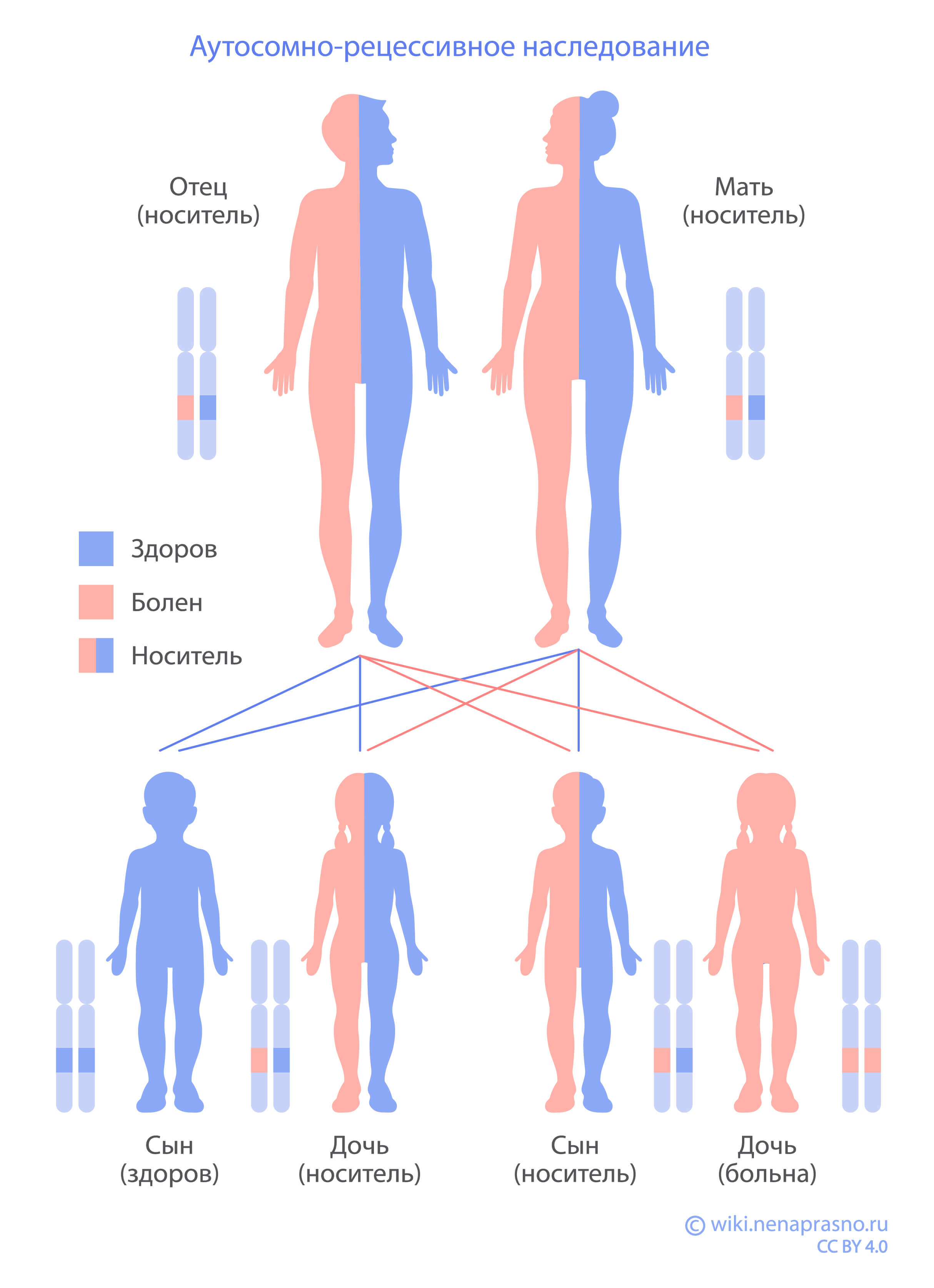 Типы наследования генетически обусловленных заболеваний