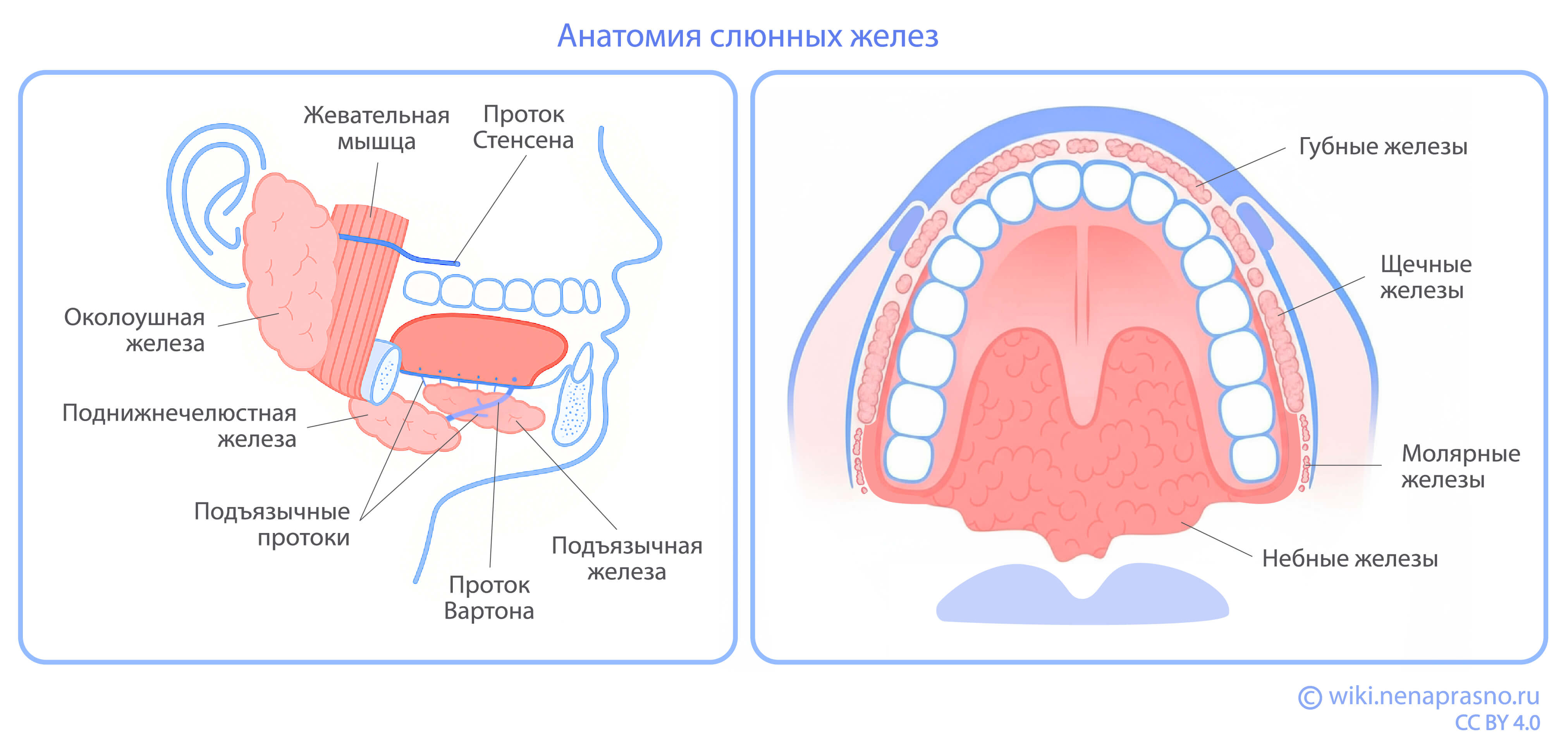 Anatomia_slunnich_zhelez.jpeg Anatomia_slunnich_zhelez.jpeg