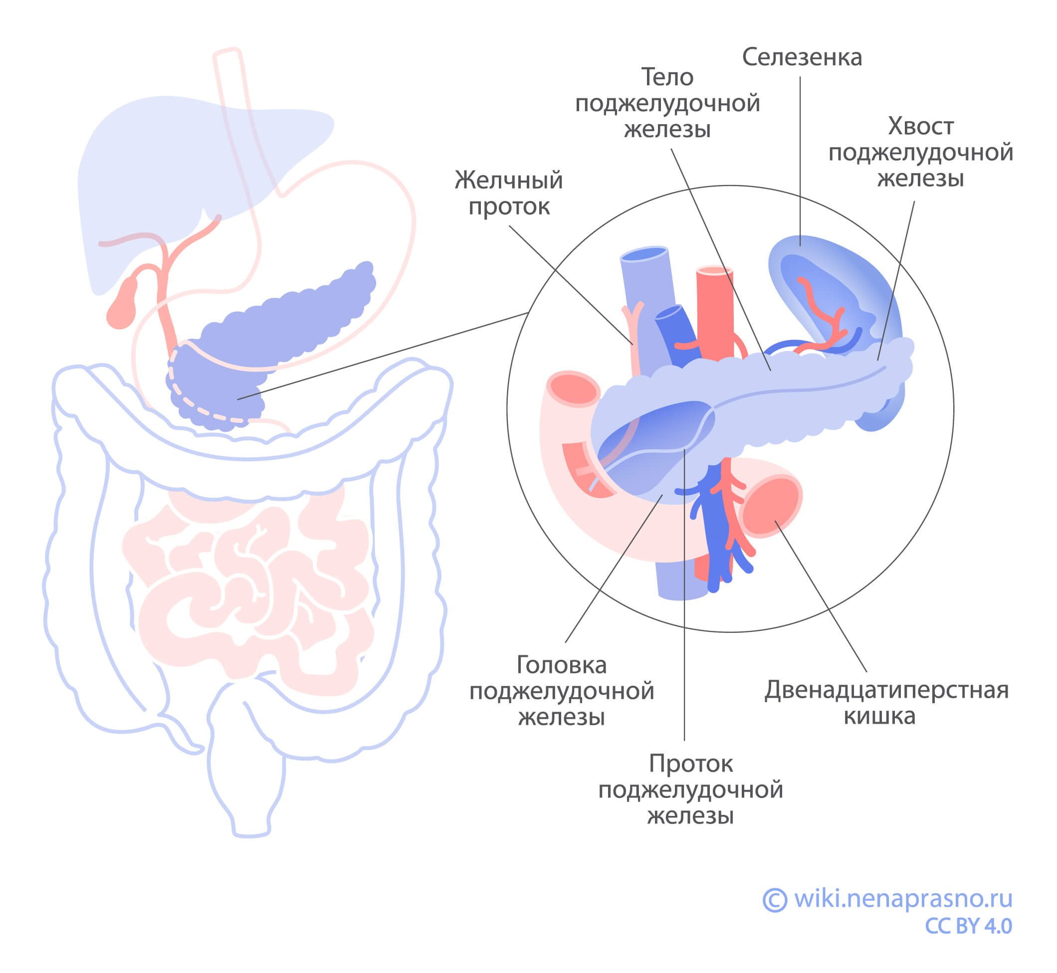 Как устроена и как работает поджелудочная железа?