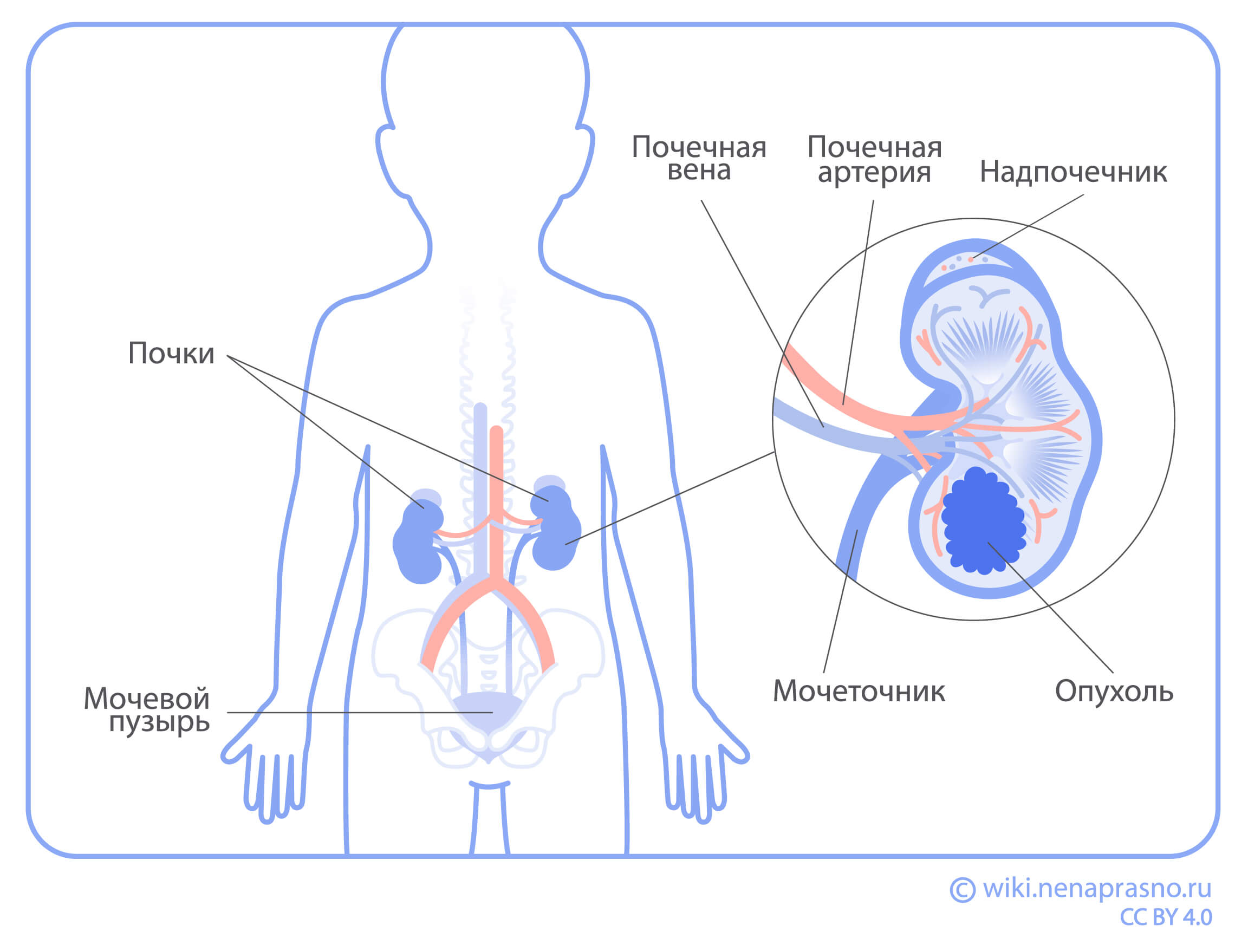 Как устроена почка ребенка