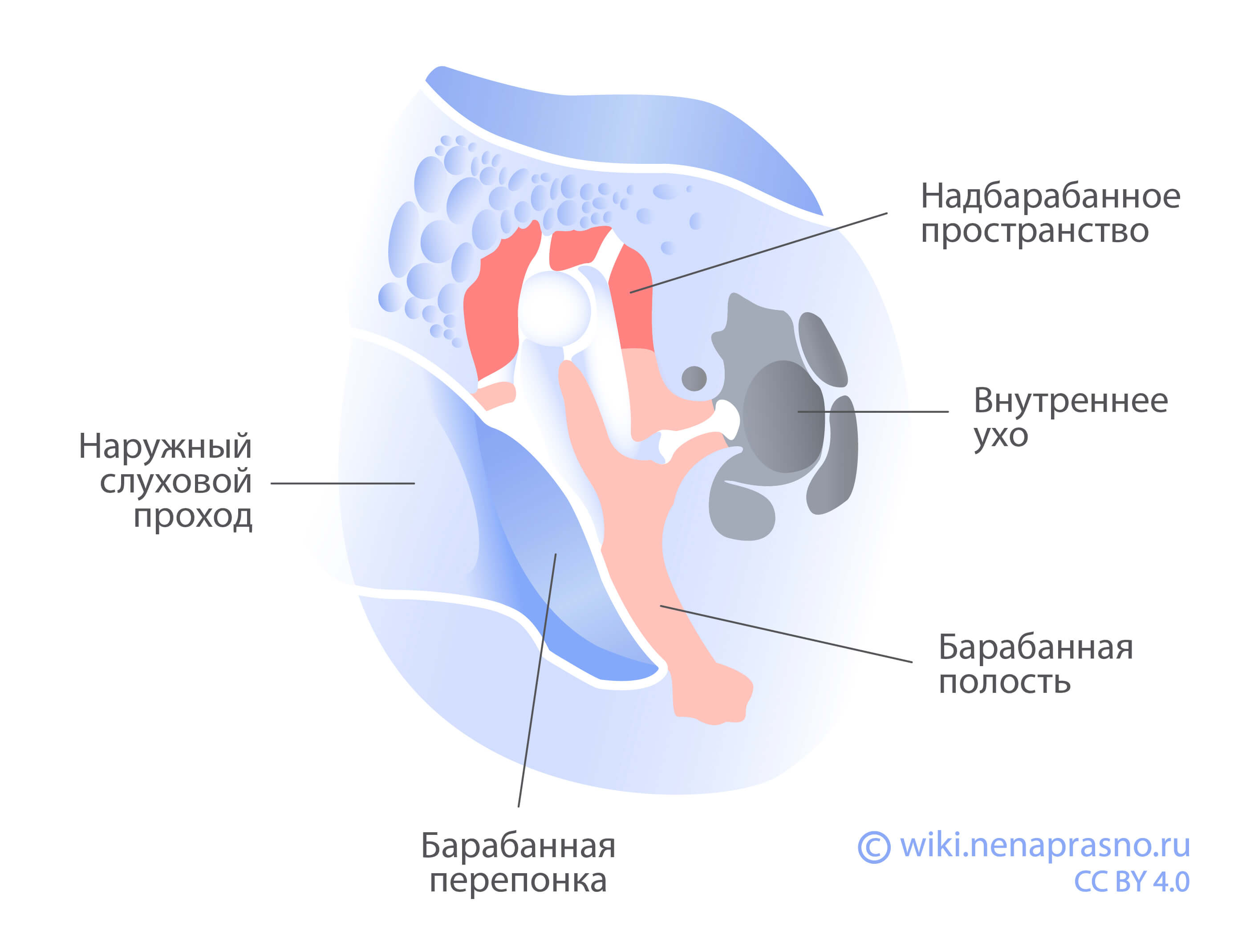 Среднее ухо.jpg