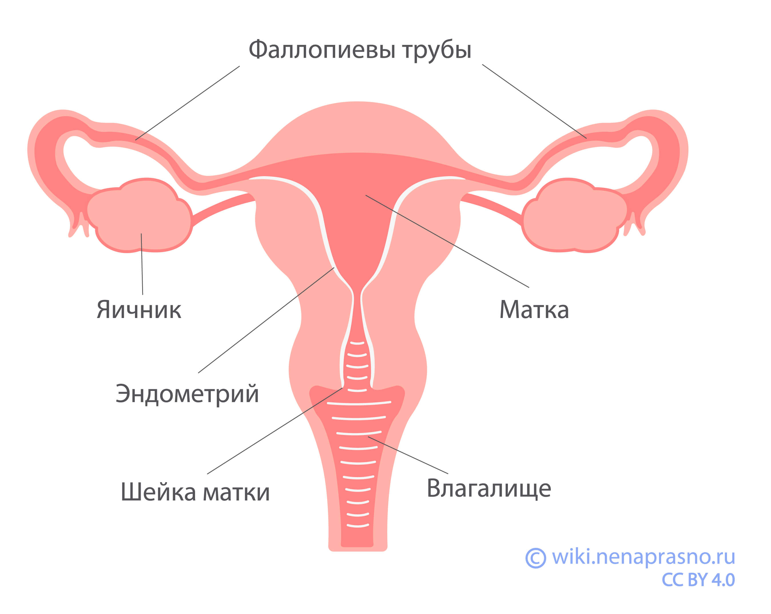 Как устроена женская репродуктивная система?