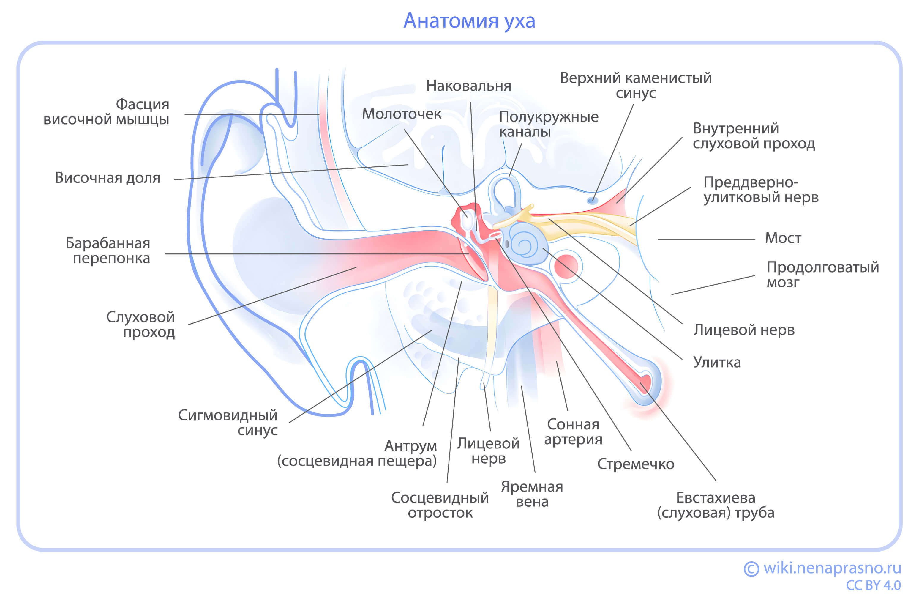 Anatomia-uha.jpg