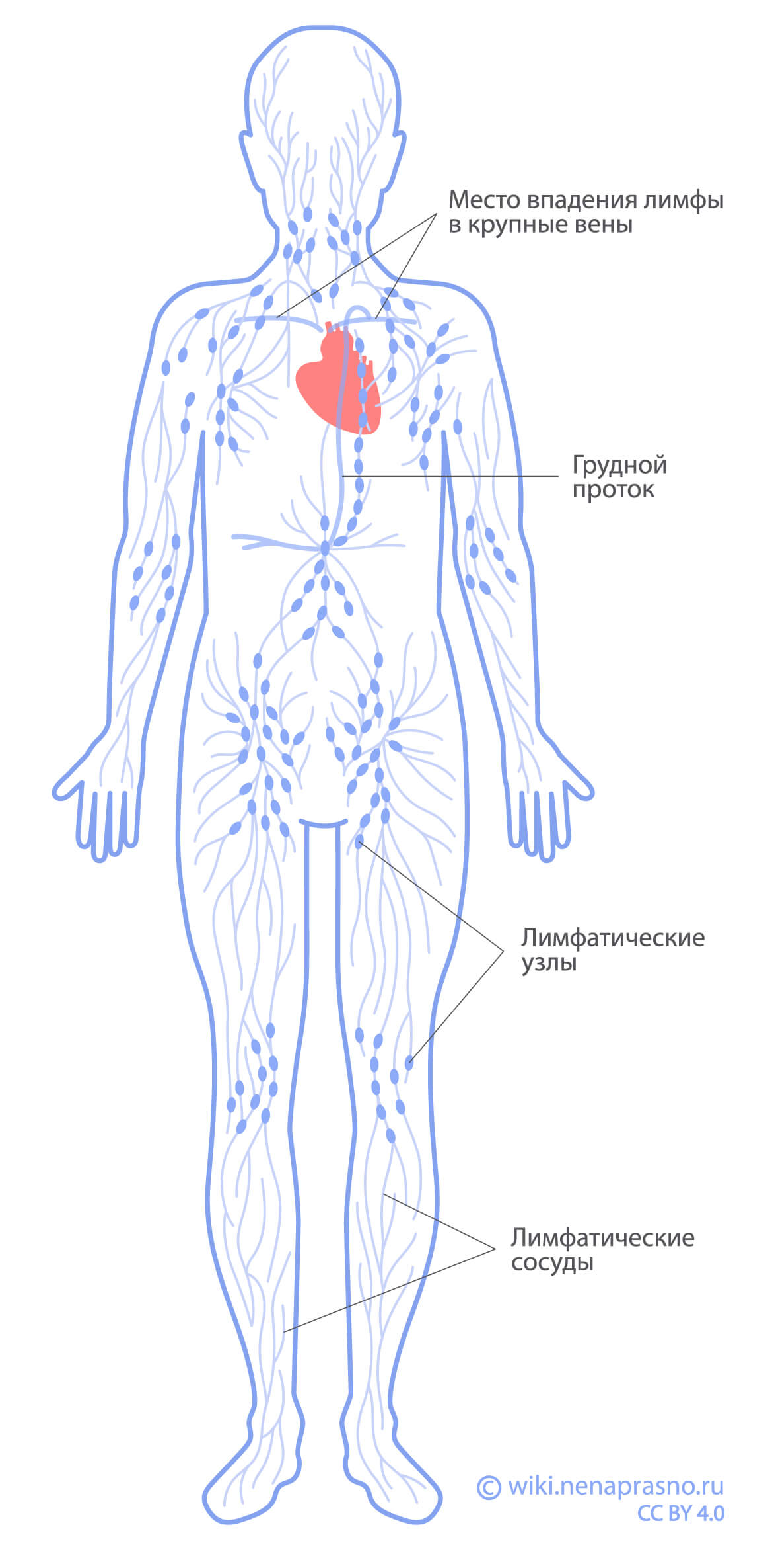 Лимфатическая система.jpg Limfaticheskaya-sistema.jpg