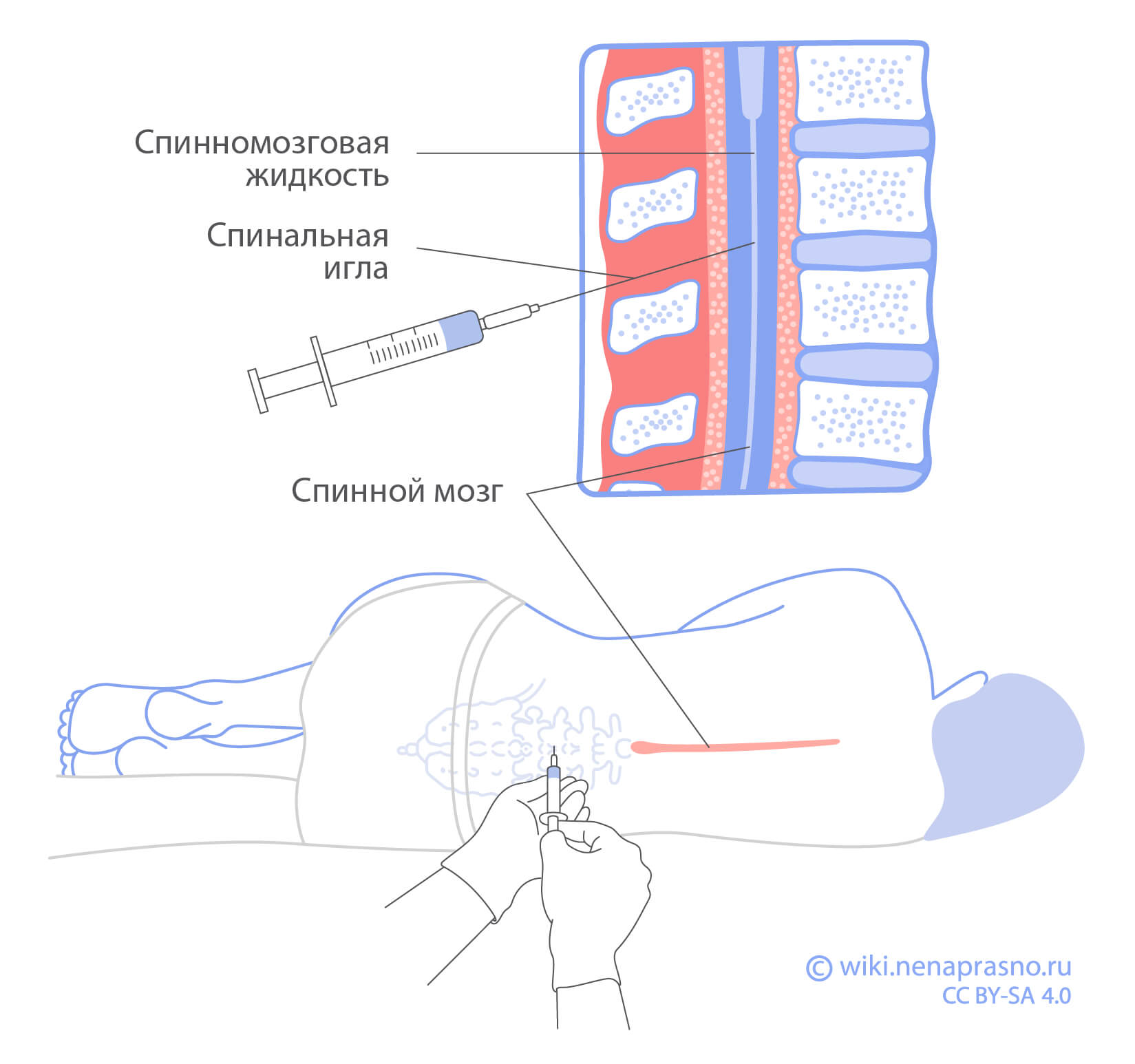 Спинной мозг.jpg