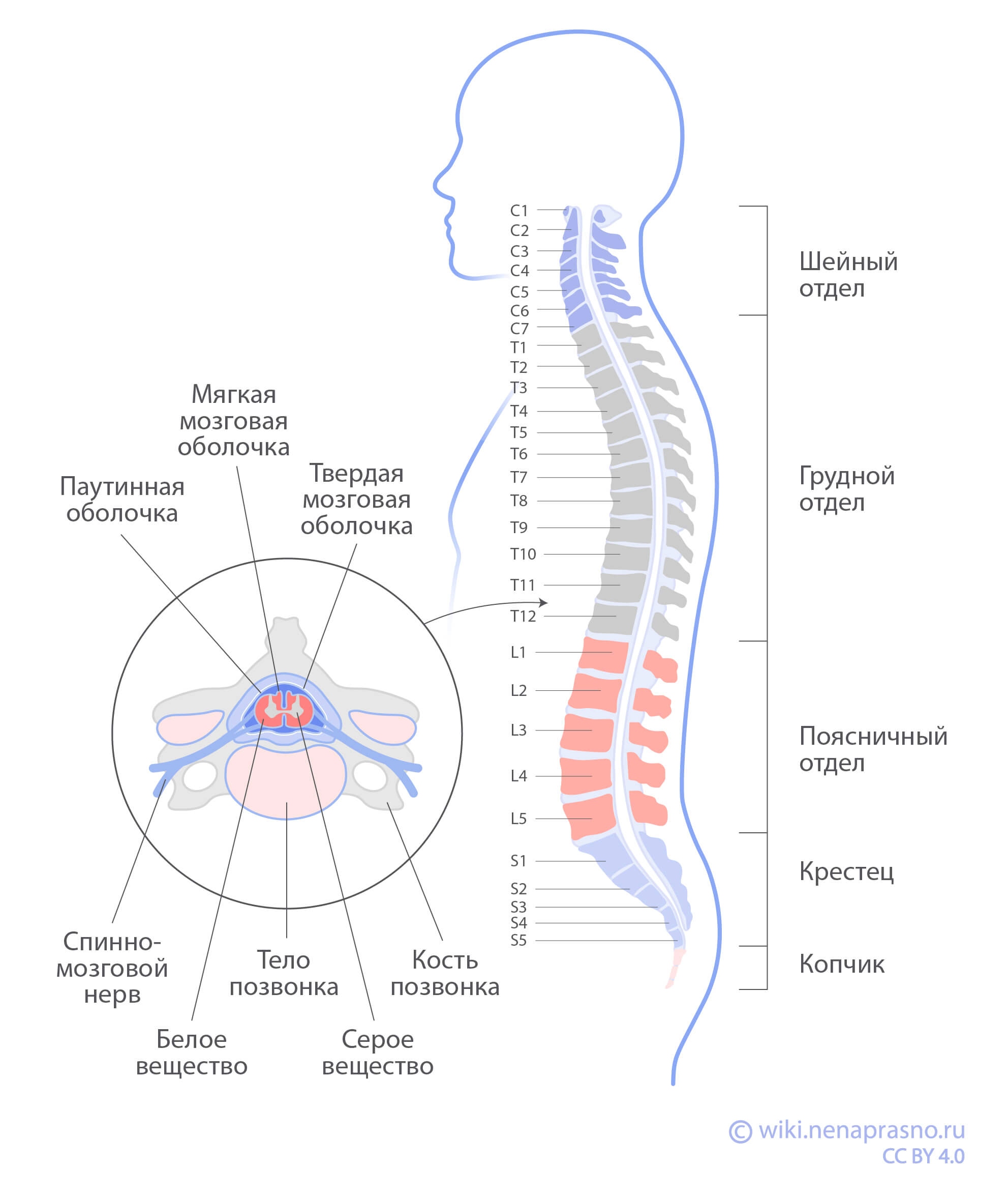 Как устроен и как работает спинной мозг