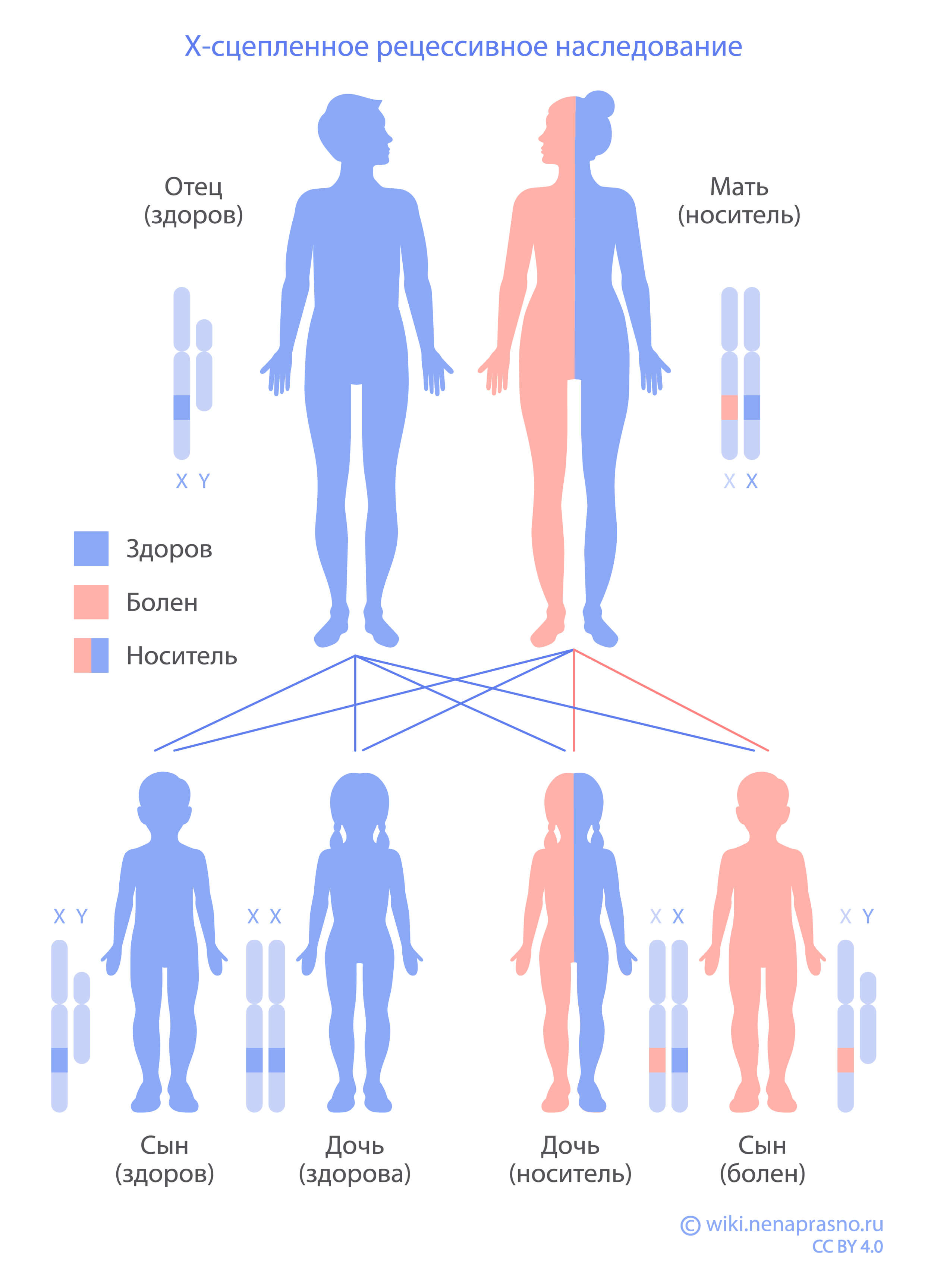 Типы наследования генетически обусловленных заболеваний