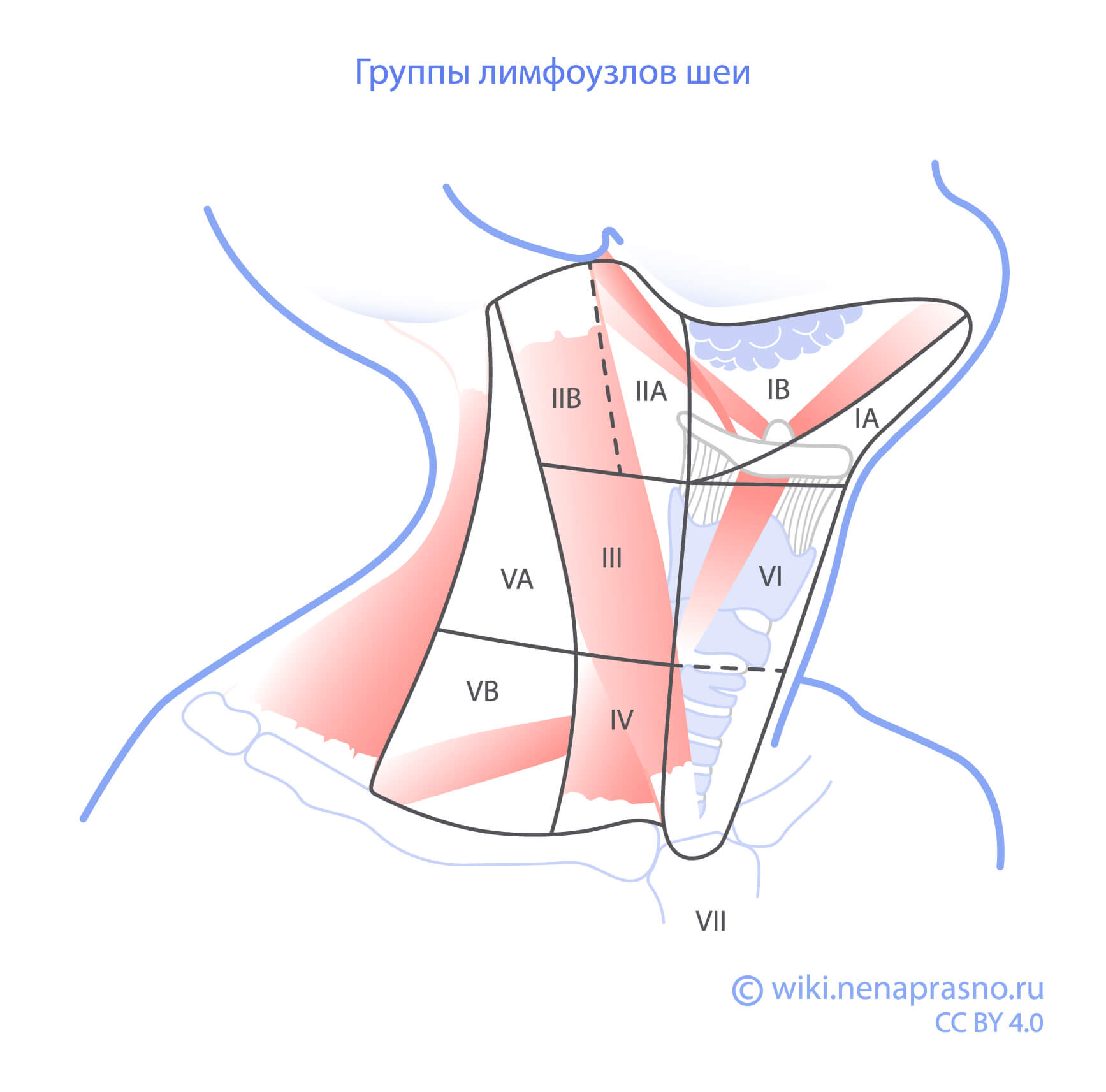 Лимфоузлы_шея.jpg Лимфоузлы_шея.jpg