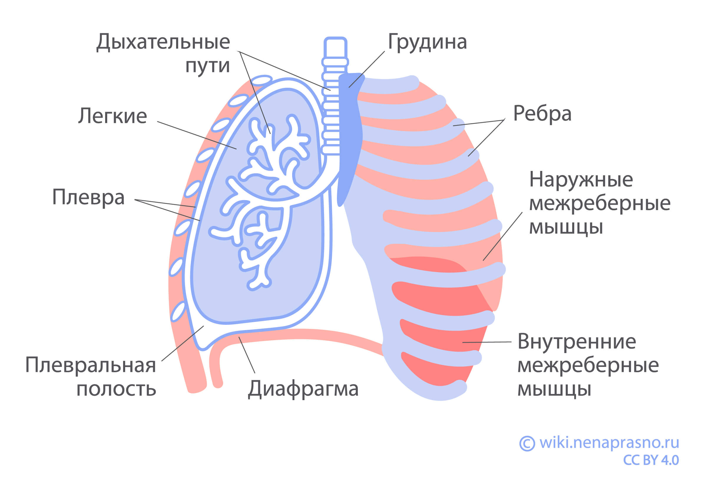 Как устроены и как работают легкие?
