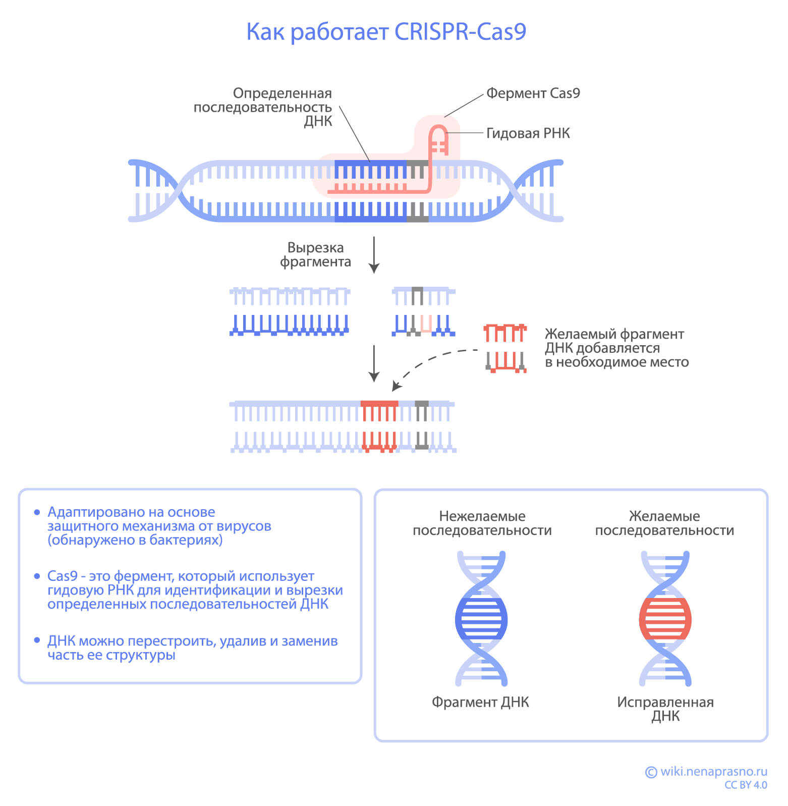 CRISPR-Cas9.jpg CRISPR-Cas9.jpg