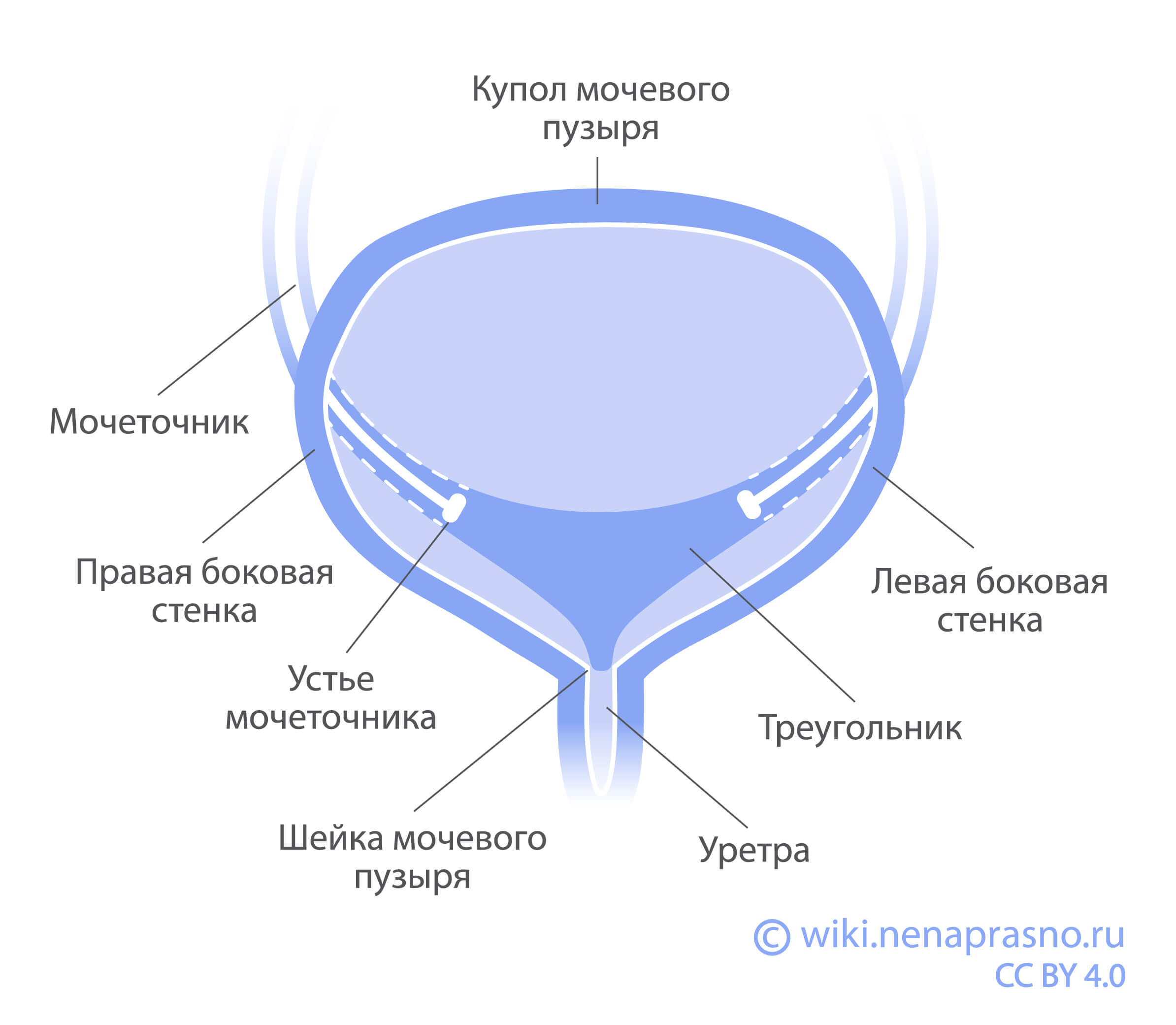 Stroenie-mochevogo-puzirya.jpg Stroenie-mochevogo-puzirya.jpg