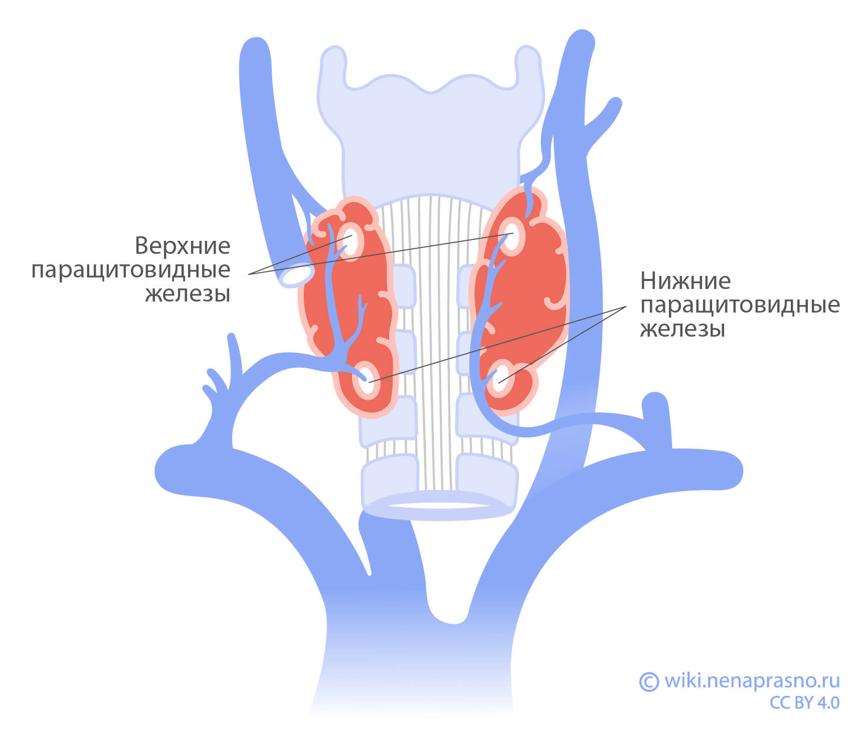 Паращитовидные железы.jpg Паращитовидные железы.jpg