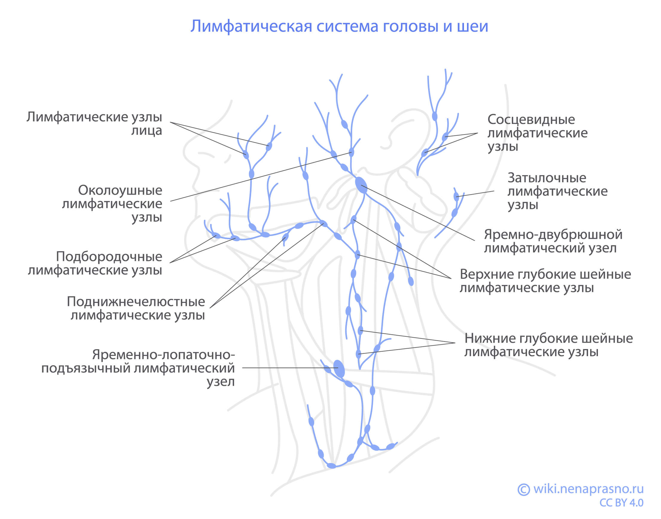 Лимфатическая_система_головы_и_шеи.jpg Лимфатическая_система_головы_и_шеи.jpg