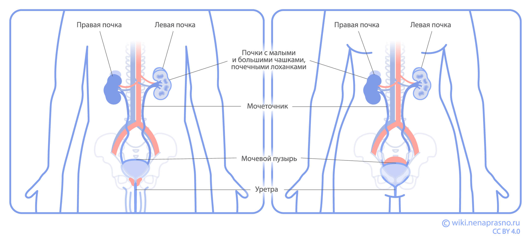 Строение мочевыводящих путей.jpg Строение мочевыводящих путей.jpg