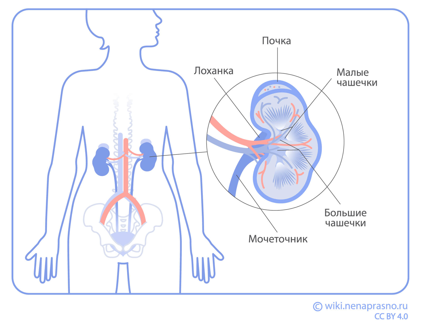 Строение почки.jpg Строение почки.jpg
