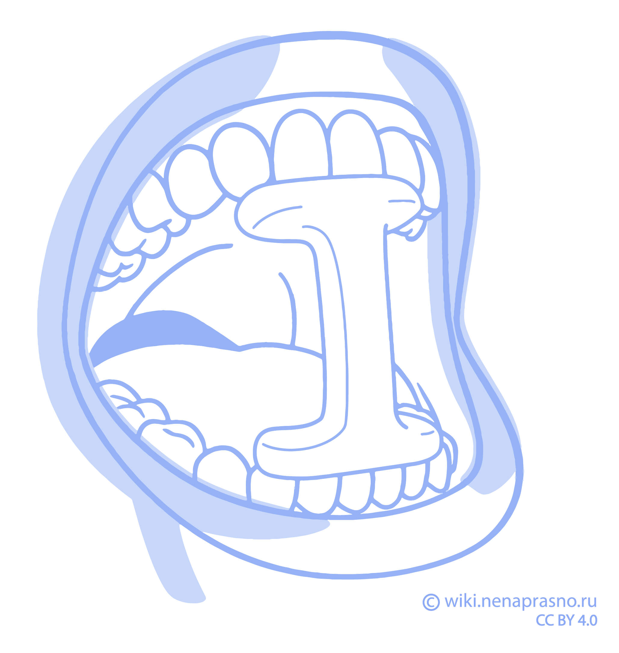 Rotovaya_polost.jpg Rotovaya_polost.jpg