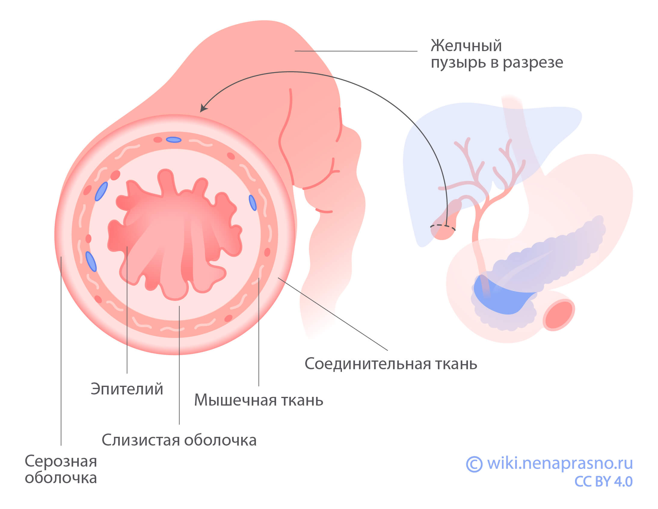 Как устроены и как работают печень и желчевыводящие пути